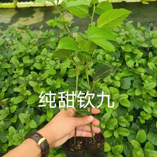 钦密九号百香果苗@蜂蜜味百香果苗  嫁接苗 易管理 挂果多