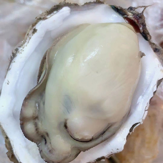 大连三倍体生蚝