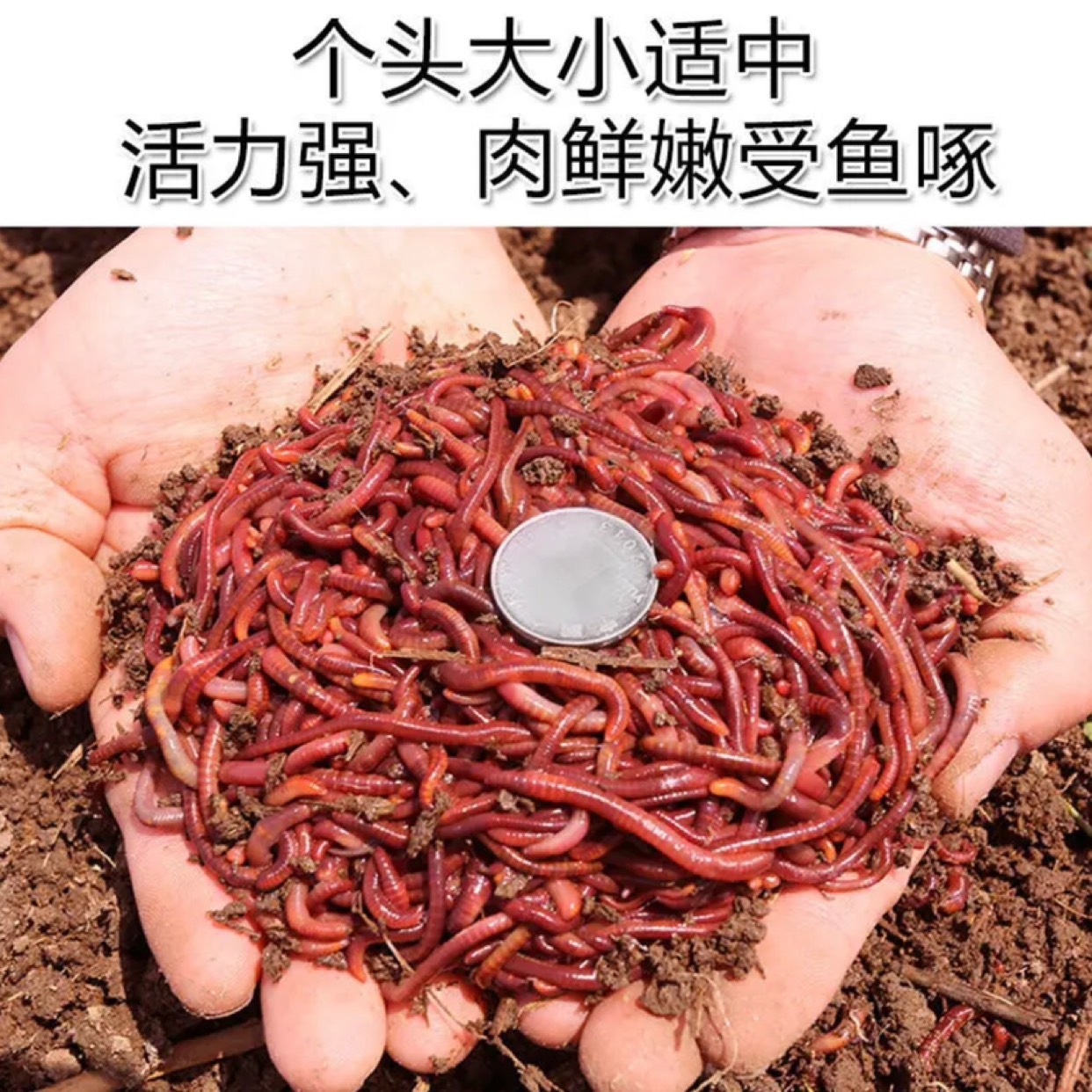 重庆重庆太平大平2号蚯蚓，红蚯蚓，钓鱼饵料，蚯蚓种苗，一斤起批
