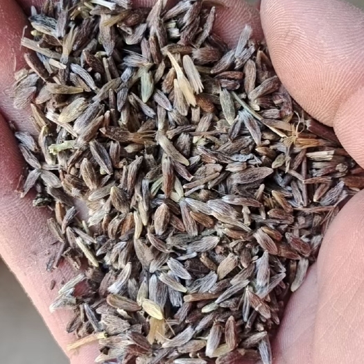 十堰苍术种子，新鲜货！发芽率高
