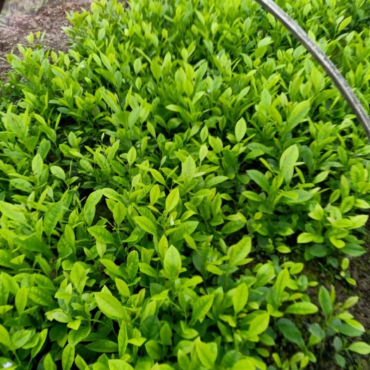 桂林土柠檬红柠檬实生苗，大苗0.5起奶苗可以嫁接新会柑，香水柠檬