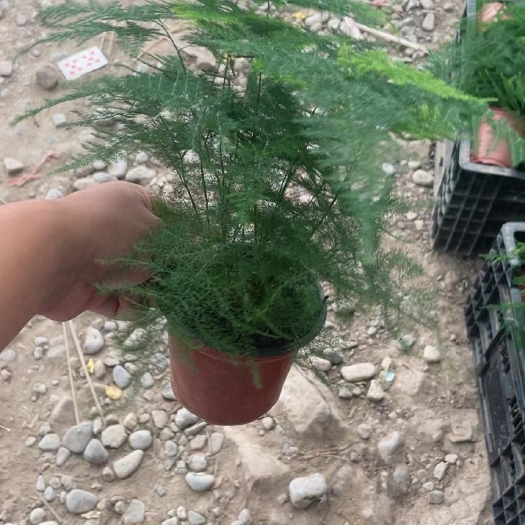 青州市文竹，文竹盆栽，山东文竹