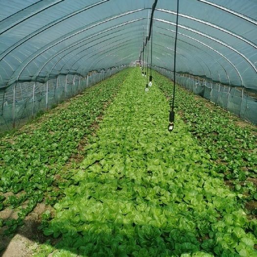靖江市小青菜