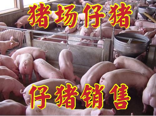 莒南县山东仔猪苗猪繁育基地，三元仔猪批发常年供应防疫齐全