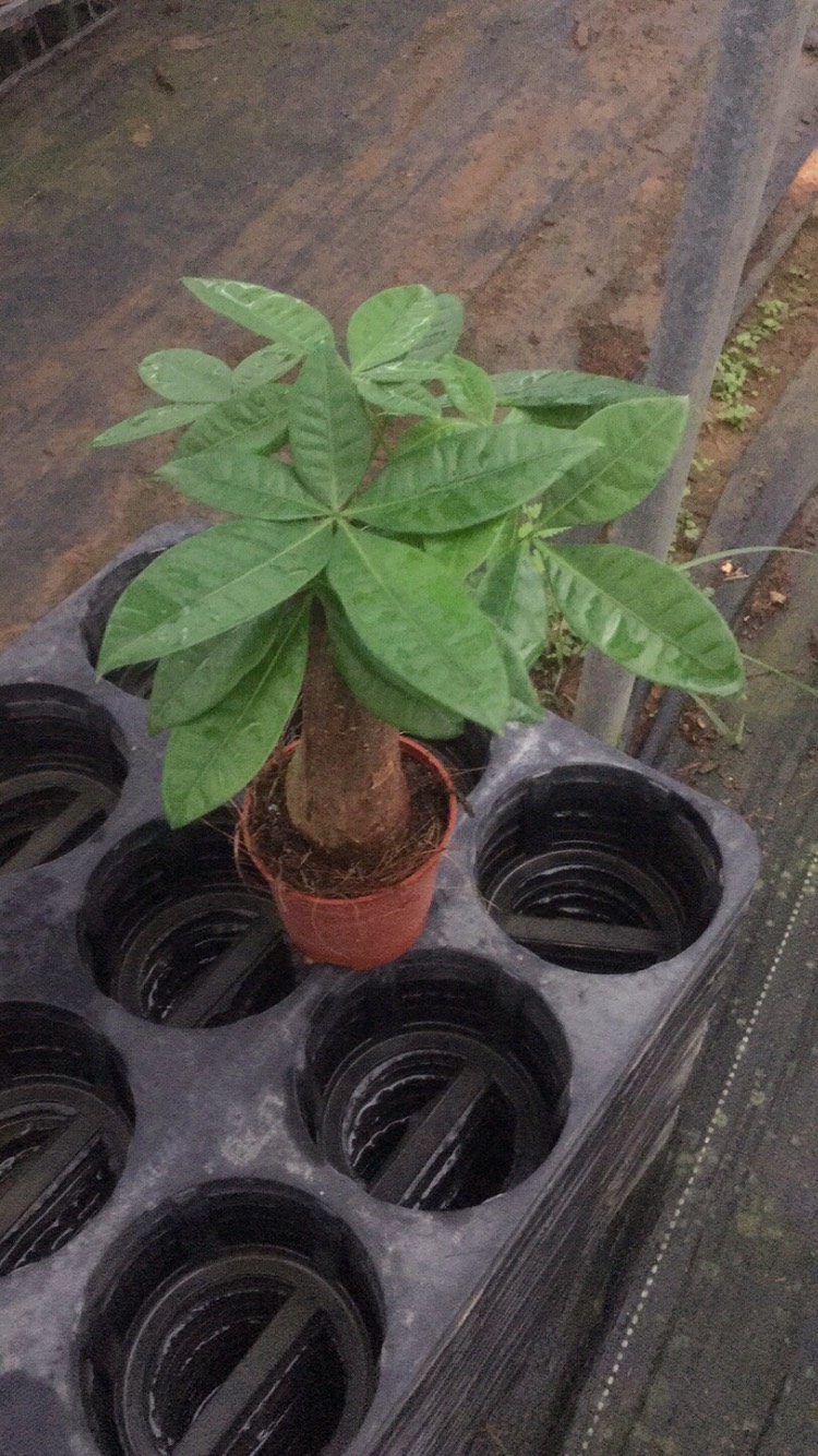 遂溪县发财树80
