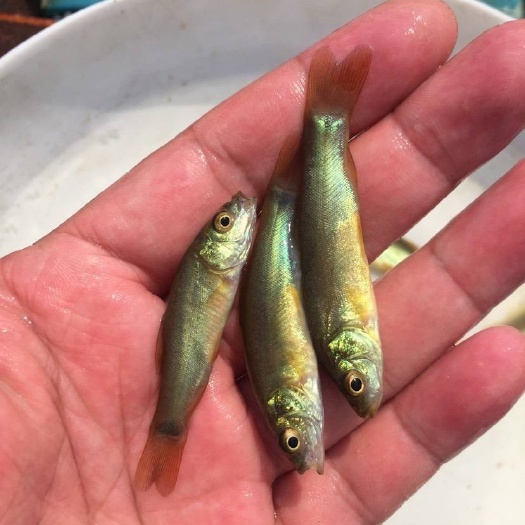 高州市丁桂鱼苗各种规格都有量大有优惠