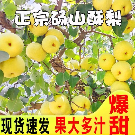 砀山县砀山酥梨润肺贡梨水晶梨冰糖雪梨脆甜薄皮黄梨子产地直发
