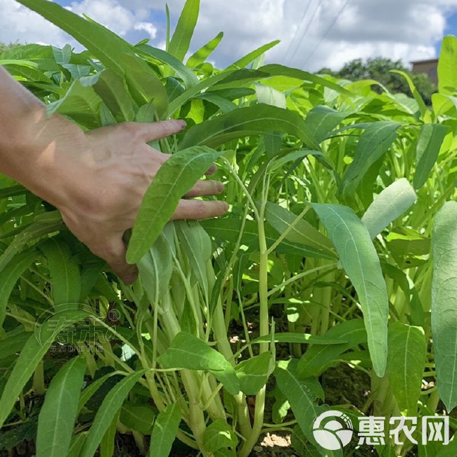 白骨柳叶空心菜种子白梗大叶通心菜种子原包装四季播白空心菜田园