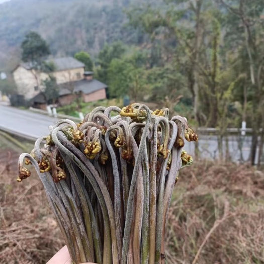 紫云县菊台，菊菜纯野生