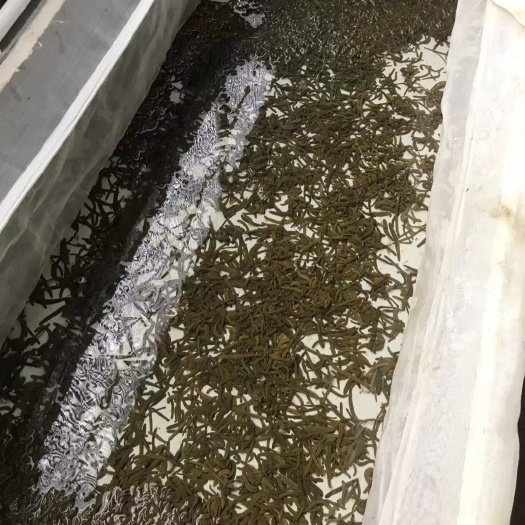 徐闻县自繁自养菲牛蛭小苗，开口苗，满月苗，提前预订可提供血源。