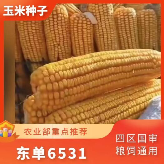 沈阳东单6531玉米种 粮饲通用品种 ≈6000粒包装
