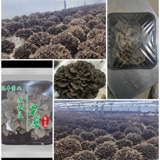 兴义市灰树花