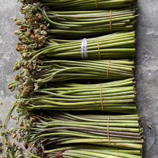 紫云县野生菊台蕨菜