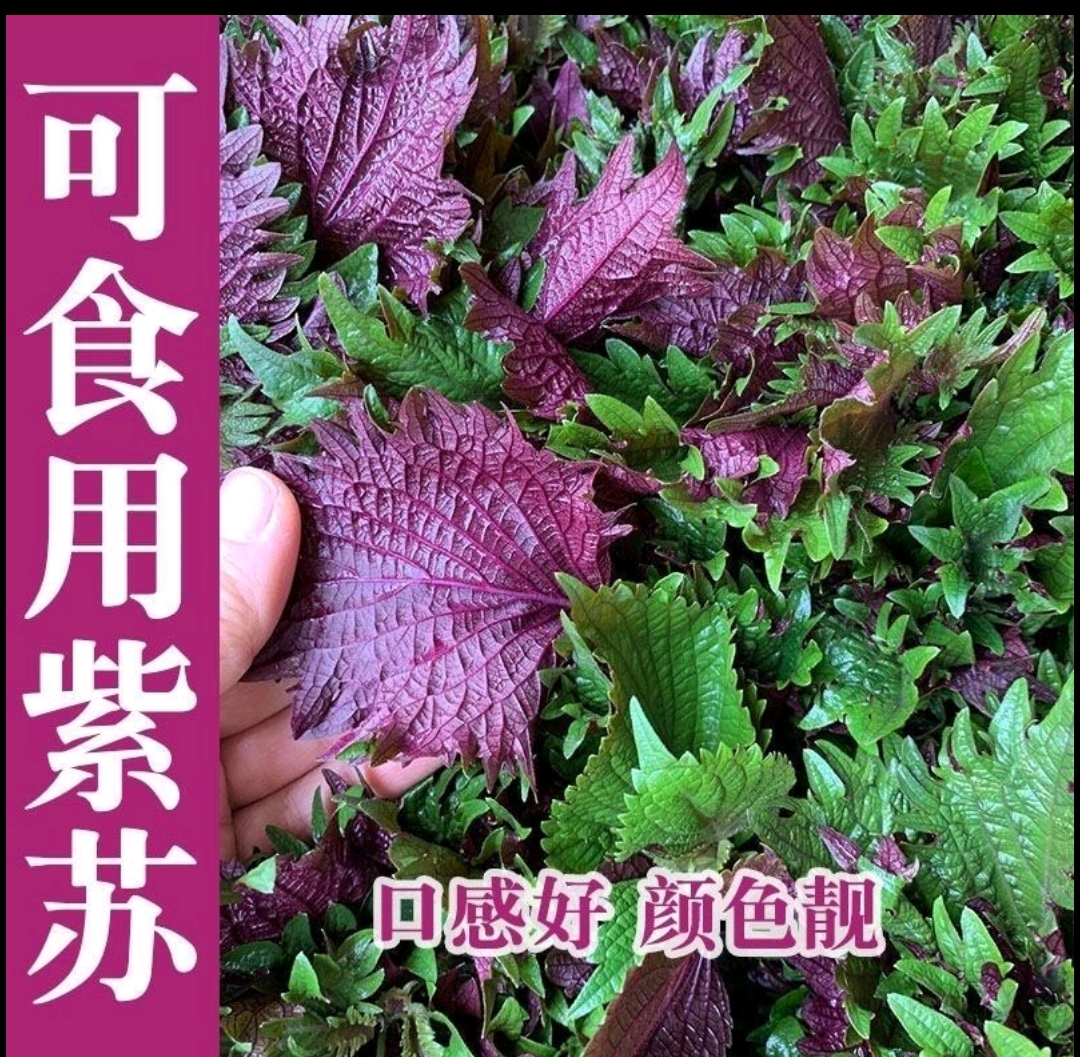 武汉紫苏种子种籽孑苗盆栽可食用苏子紫苏叶籽种四季种植菜蔬菜苏子叶
