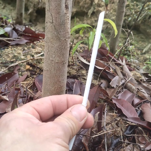 玉林仙进奉荔枝苗