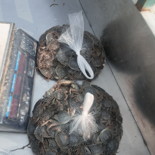 当涂县老头蟹小公蟹