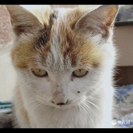 土猫供应，品质保证