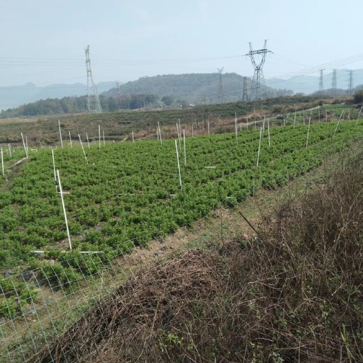 北海广东清远2000旱地便宜出租，已通水电