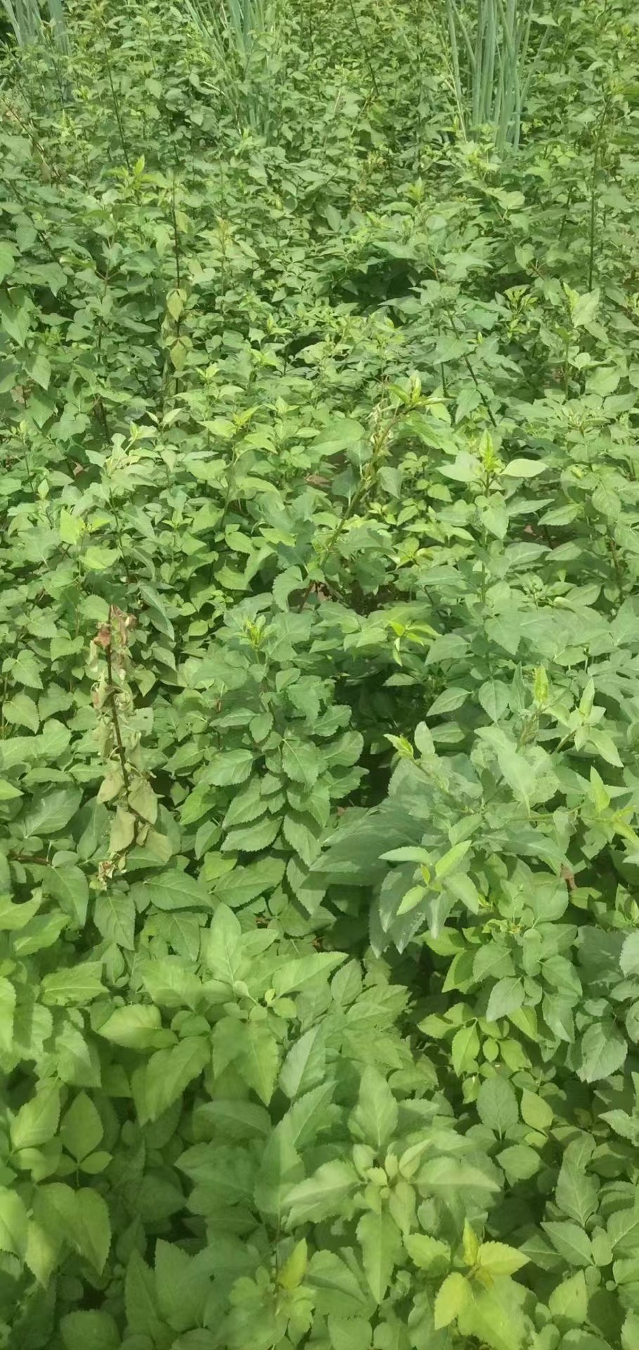 远志种子 纯新种子保发芽提供种植技术