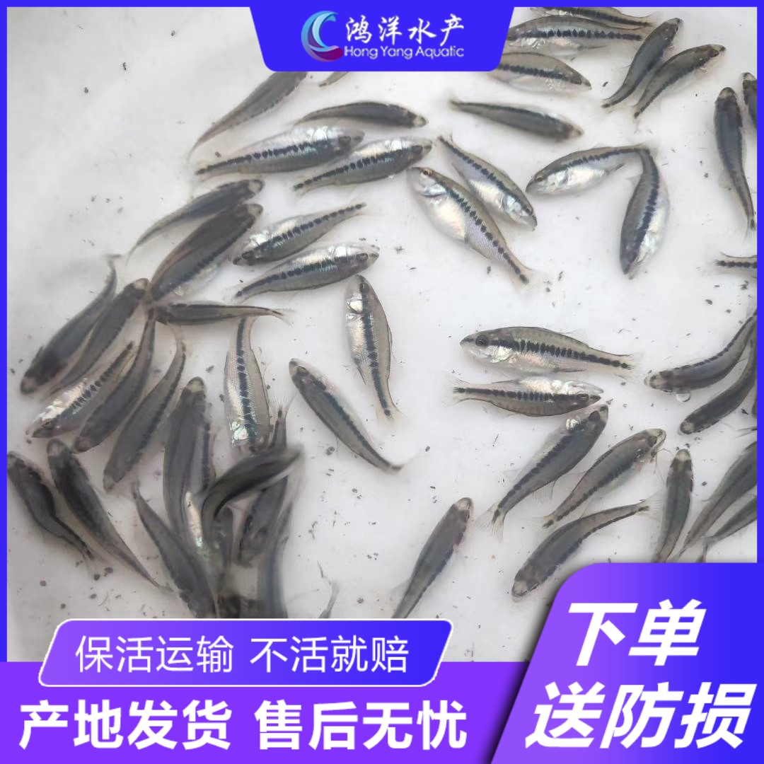 淡水鲈鱼苗加州鲈鱼苗 大口黑鲈鱼驯化吃料 优鲈水花 技术支持