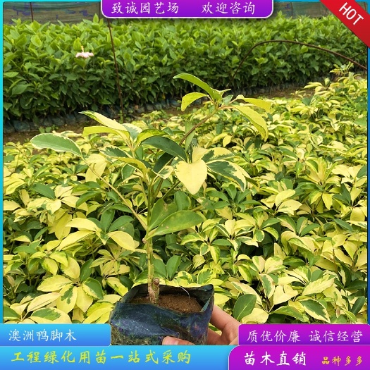 澳洲鸭脚木