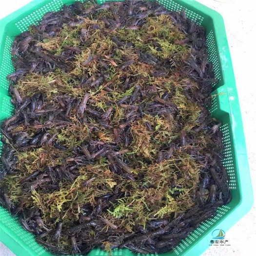 建湖县淡水澳龙虾苗全国批发，全国包邮，包技术，包回收，包成活。