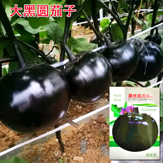 济南紫圆茄子种子  黑油亮圆茄子 黑又亮早熟果大肉 耐寒耐热