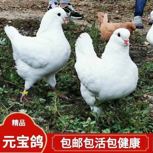 宿迁湖南元宝鸽一对价格