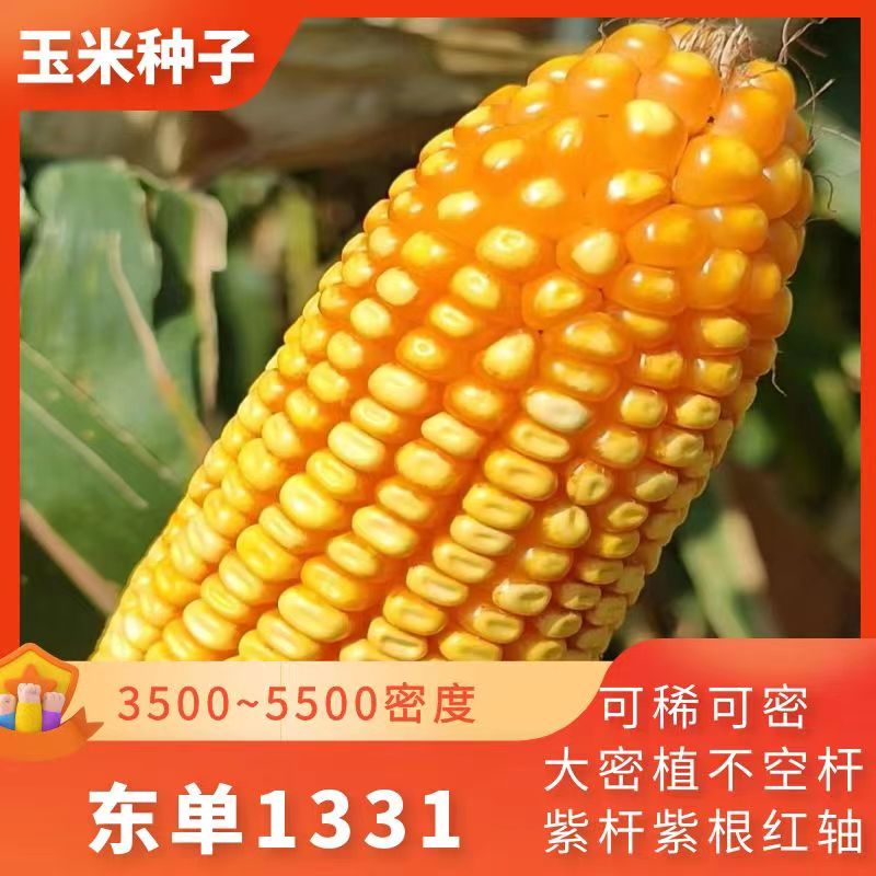 沈阳东单1331玉米种子  东单1331玉米种国审品种 饲料青储