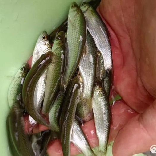 南宁快大良种赤眼鳟苗