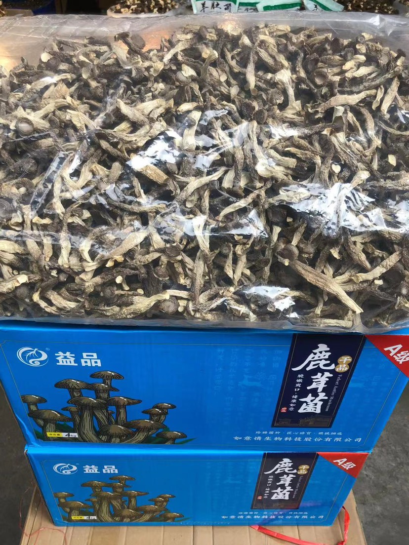 鹿茸菇 脆脆菇 一手货源 各种规格