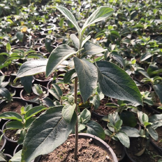 中华木绣球，大花斗球，大小苗都有。