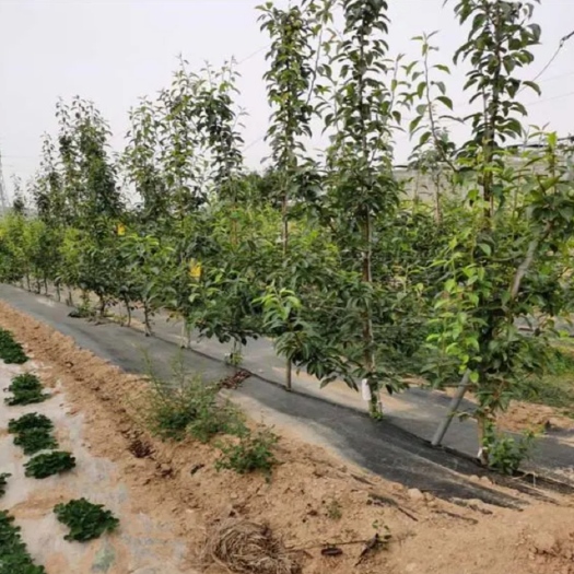 单县秋月梨树苗