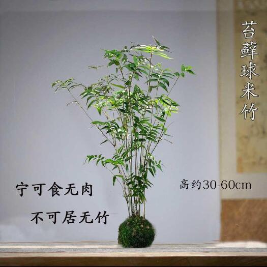 南靖县米竹凤尾竹桌面阳台办公室微型盆景绿植小盆栽
