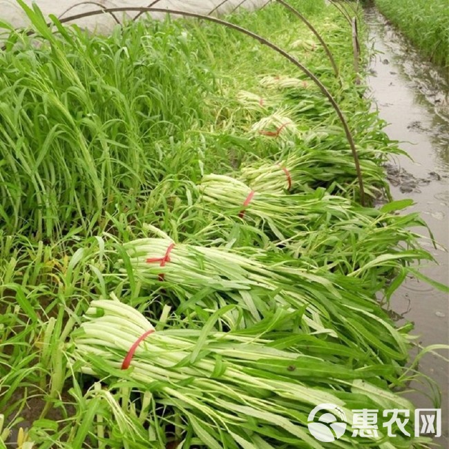 白骨柳叶空心菜种子白梗大叶通心菜种子原包装四季播白空心菜田园