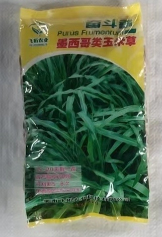 荥阳市墨西哥玉米草种籽牧草种子猪牛多年生再生畜牧养殖喂鱼草种籽四季