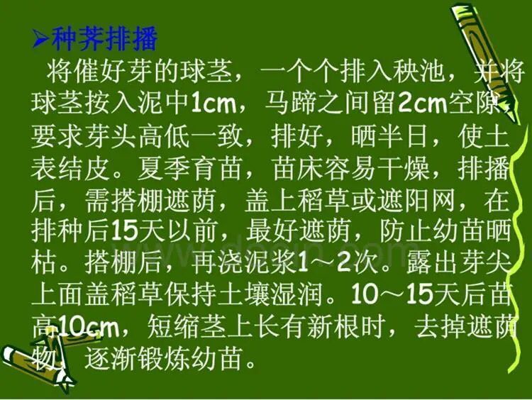 大量供应荔浦水果马蹄种子 荸荠种子