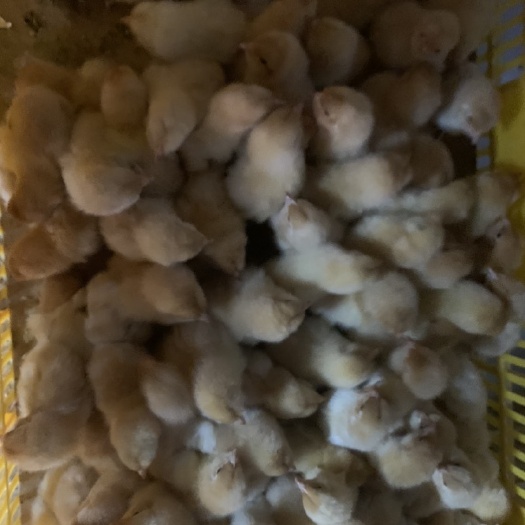 南宁三黄鸡苗，肉质细嫩，口感鲜美