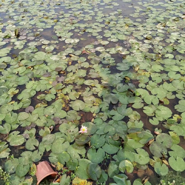 水生植物，睡莲