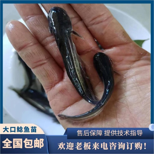 广州大口鲶鱼苗