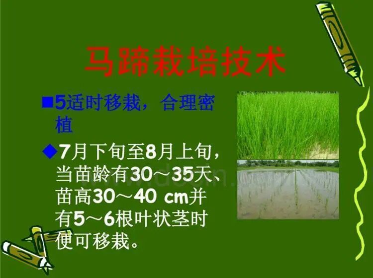 大量供应荔浦水果马蹄种子 荸荠种子