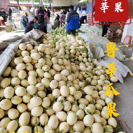 莘县东方蜜甜瓜 东方蜜。红金蜜 甜瓜主产地对接各大商场档口