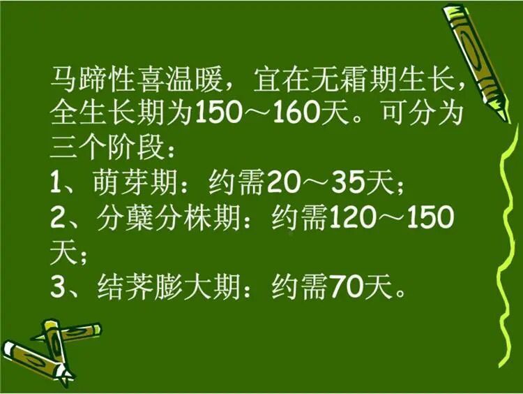 大量供应荔浦水果马蹄种子 荸荠种子