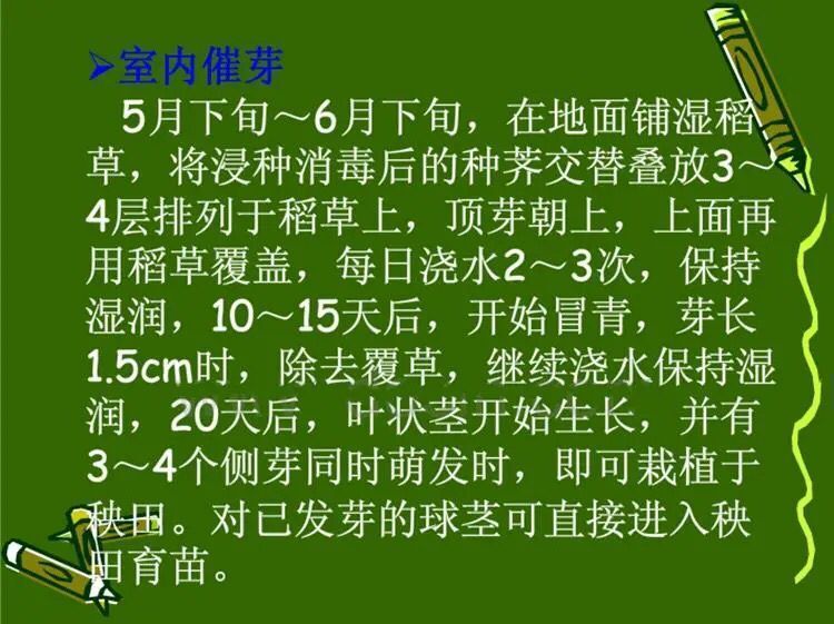 大量供应荔浦水果马蹄种子 荸荠种子