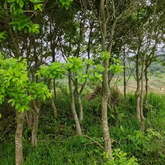 阳春市冬青树