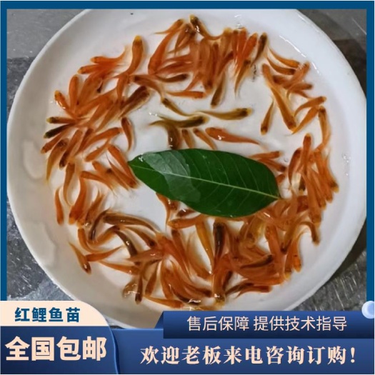 广州兴国红鲤鱼苗