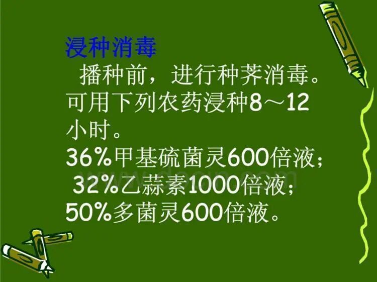 大量供应荔浦水果马蹄种子 荸荠种子