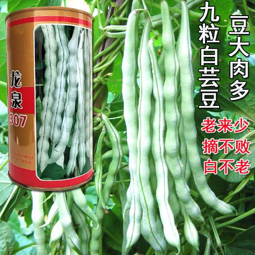 济南芸豆种子摘不败九粒白豆角籽白不老老来少早熟豆角菜籽