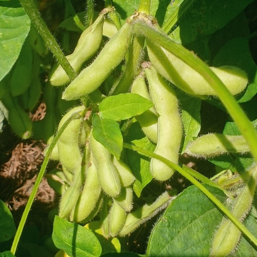 毛豆