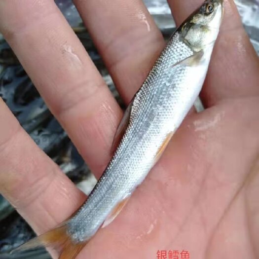重庆市银雪鱼苗。出售。品种齐全。可咨询